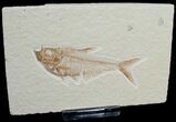 Diplomystus Fossil Fish - Wyoming #6584-1